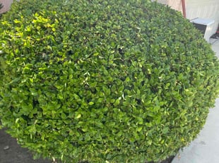Bush Trimming by David Morgan for ALge M. in Bakersfield, CA