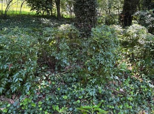 Bush Trimming by William Perez for Brade D. in Duluth, GA