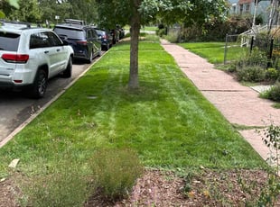Kristen P.'s Lawn Mowing service result