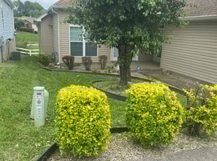 Bush Trimming by Aaron Kapfhammer for Mary B. in Louisville, KY