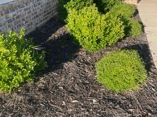 Weeding by Lance Holtman for Emily N. in Oklahoma City, OK