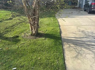 WILLIAM G.'s Grass Cutting service result