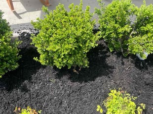 Mulching by Deangelo Sheadrick for Shelby M. in Murfreesboro, TN