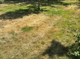 Weeding by Johann von Kampen for Elizabeth G. in Boise, ID