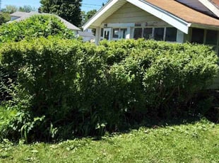 Bush Trimming by Cedric Mills Sr. for Ray b. in Toledo, OH
