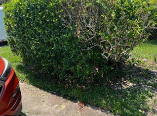 Bush Trimming by Josue Nunez for Josephine T. in Winter Park, FL