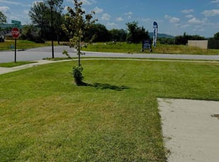 Allison O.'s Lawn Care service result
