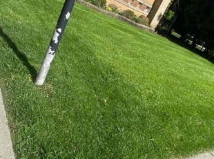 Angela C.'s Lawn Mowing service result