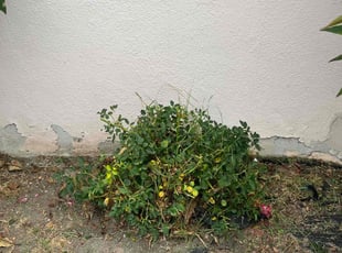 Bush Trimming by Fernando Gomez Rodriguez for Cecil C. in Norwalk, CA