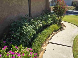 Bush Trimming by Ricky Garcia for Stephanie S. in Riverside, CA