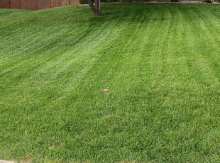 Lisa D.'s Lawn Mowing service result