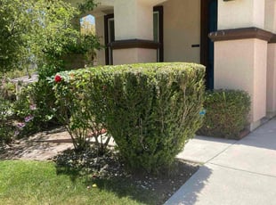 Bush Trimming by Hugo Lopez for Michael M. in Lake Elsinore, CA