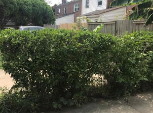 Bush Trimming by Brenton Seal for Amy M. in Virginia Beach, VA