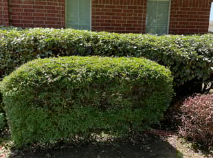 Bush Trimming by Sean Packard for Sue F. in Allen, TX