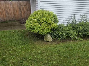 Bush Trimming by Jacob Soboski for Cindy H. in Erie, PA