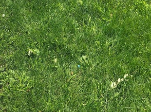 Cheryl M.'s Yard Cutting service result
