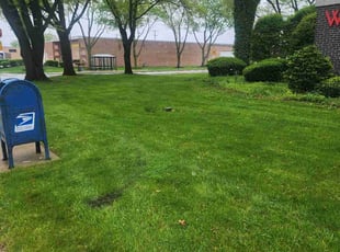 Cassaundra R.'s Yard Cutting service result