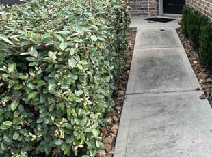 Bush Trimming by Roberto Pena for Adrienne T. in Humble, TX