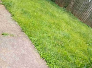 Weeding by Omayma Saleh for Jenna b. in Decatur, GA