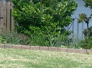 Bush Trimming by Jason Young for Scott W. in Little Rock, AR