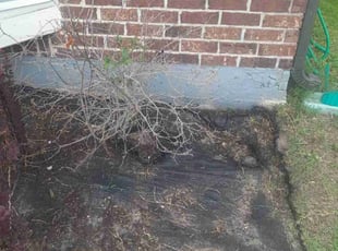 Weeding by Warren Thomas for Emily W. in New Orleans, LA