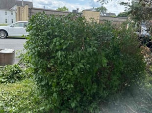 Bush Trimming by Robert Bamrick for Erica S. in Scranton, PA