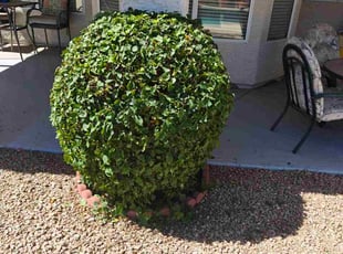 Bush Trimming by Marvin Gray for Genevieve L. in Phoenix, AZ