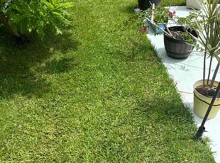 Rodolfo U.'s Lawn Maintenance service result