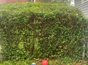 Bush Trimming by James Serio for Elaine I. in Rochester, NY