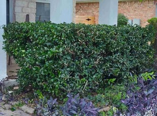 Bush Trimming by Hussein Kamel for Nate W. in Pflugerville, TX