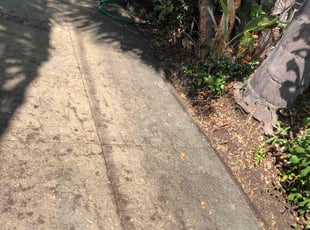 Bush Trimming by Santos Pereira for Kathleen P. in Los Angeles, CA