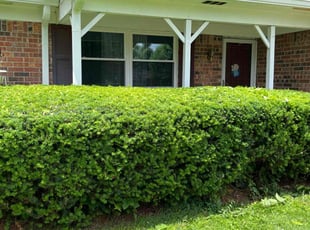 Bush Trimming by Alexander Kauffman for Pam D. in Indianapolis, IN