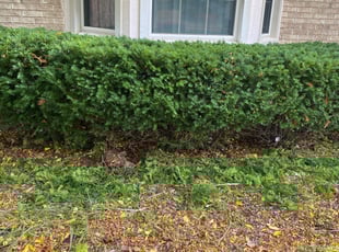 Bush Trimming by Dirk Allen for Brandon S. in Troy, MI