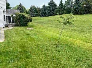 Lanre O.'s Lawn Maintenance service result