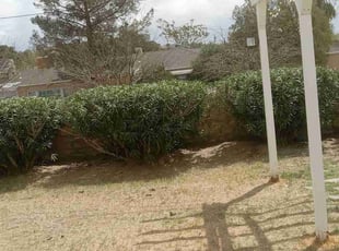 Bush Trimming by Angel Sandoval for Diane C. in El Paso, TX