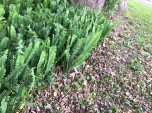 Bush Trimming by Kayon Sterling for Pauline M. in Jacksonville, FL