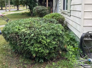 Bush Trimming by Valentin Velazco for Carmen D. in Grand Rapids, MI