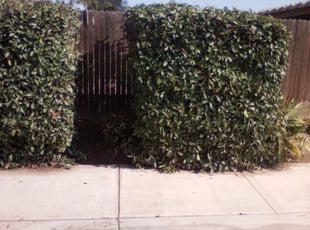 Bush Trimming by Louie Priest for Jack G. in Bakersfield, CA