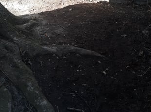 Cleanups by Trevor Philipp for Amanda J. in Virginia Beach, VA
