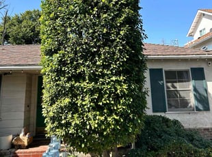 Bush Trimming by Jacob Gallegos for Chloe R. in La CaΓ±ada Flintridge, CA