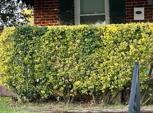 Bush Trimming by Milton Hall for Christian C. in Parkville, MD