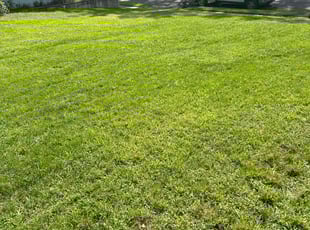 DeAndre C.'s Lawn Maintenance service result