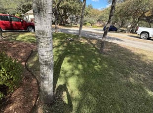 Renee P.'s Lawn Service service result