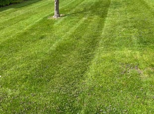 Crystal L.'s Lawn Mowing Service service result