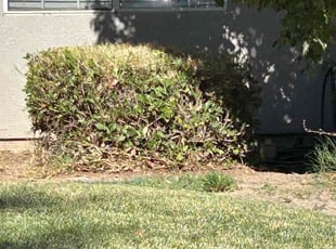 Bush Trimming by Johnie Parker for Jamie D. in Fresno, CA