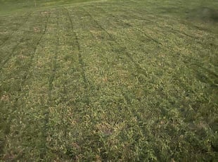Nichole F.'s Lawn Service service result