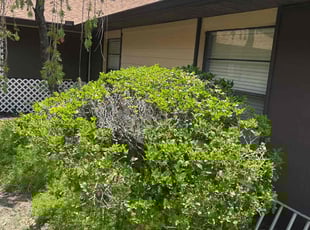 Bush Trimming by Patrick Paul for Lawrence D. in Orlando, FL