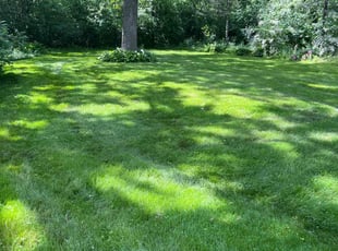 Ernest S.'s Yard Cutting service result