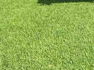 Kathleen T.'s Grass Cutting service result