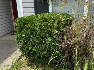 Bush Trimming by Fred White for Torrey T. in Stockbridge, GA